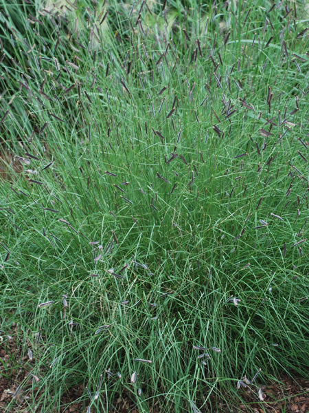 Bouteloua gracilis (Blue Grama Grass)