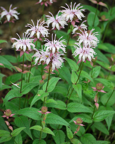 Monarda bradburiana (Eastern Beebalm)