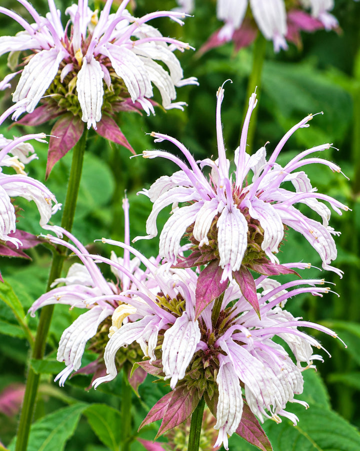 Monarda bradburiana (Eastern Beebalm)