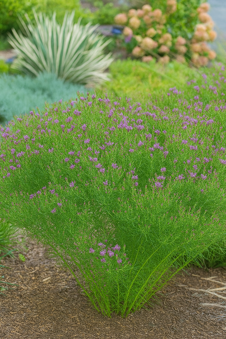 Vernonia lettermannii 'Iron Butterfly' (Threadleaf Ironweed)