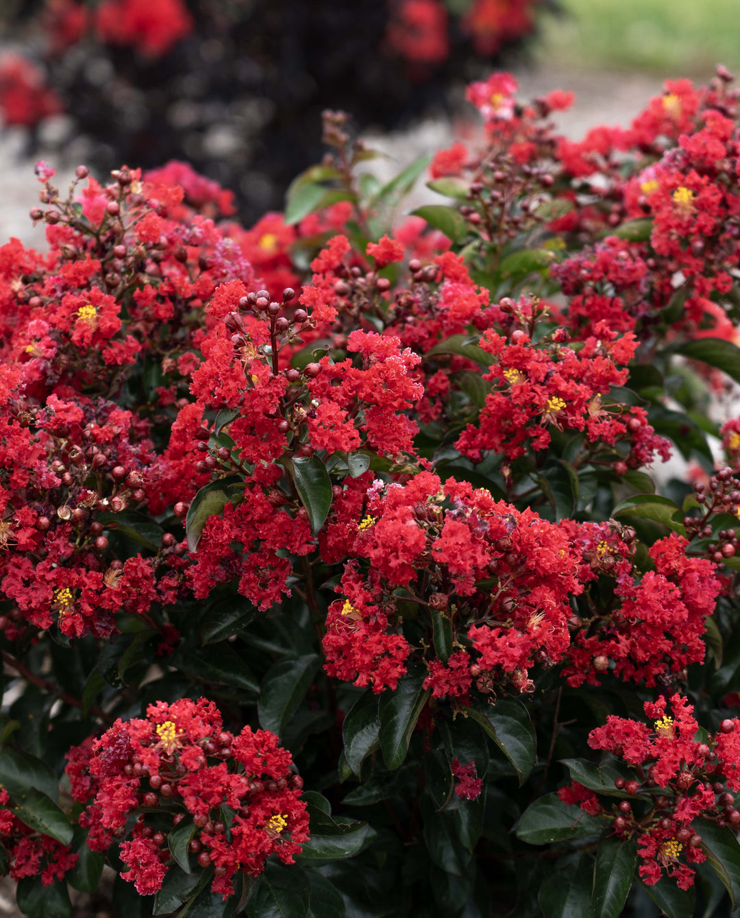 Lagerstroemia indica Bellini® Cherry (Bellini® Shrub Myrtle)