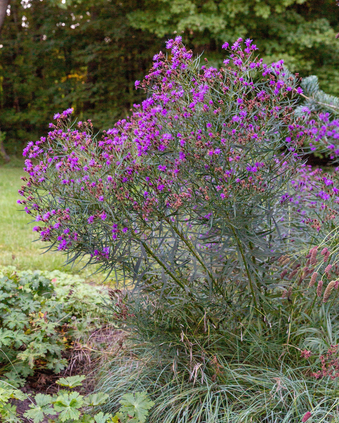 Vernonia x ‘Summer’s Swan Song’ (Ironweed)