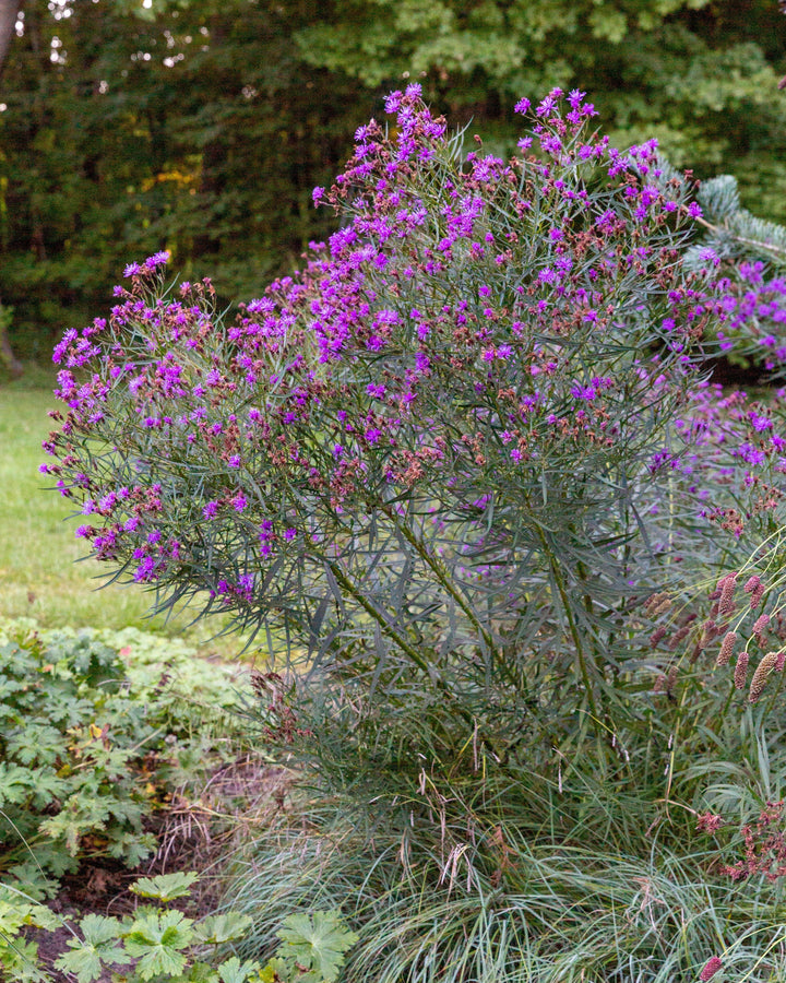 Vernonia x ‘Summer’s Swan Song’ (Ironweed)