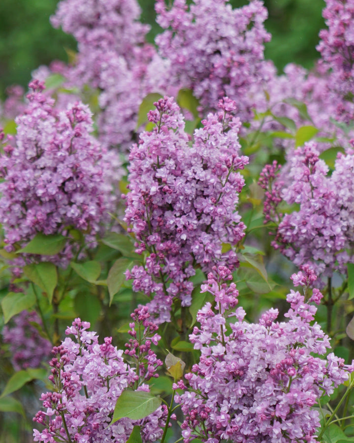 Syringa Scentara® Double Blue (Lilac)