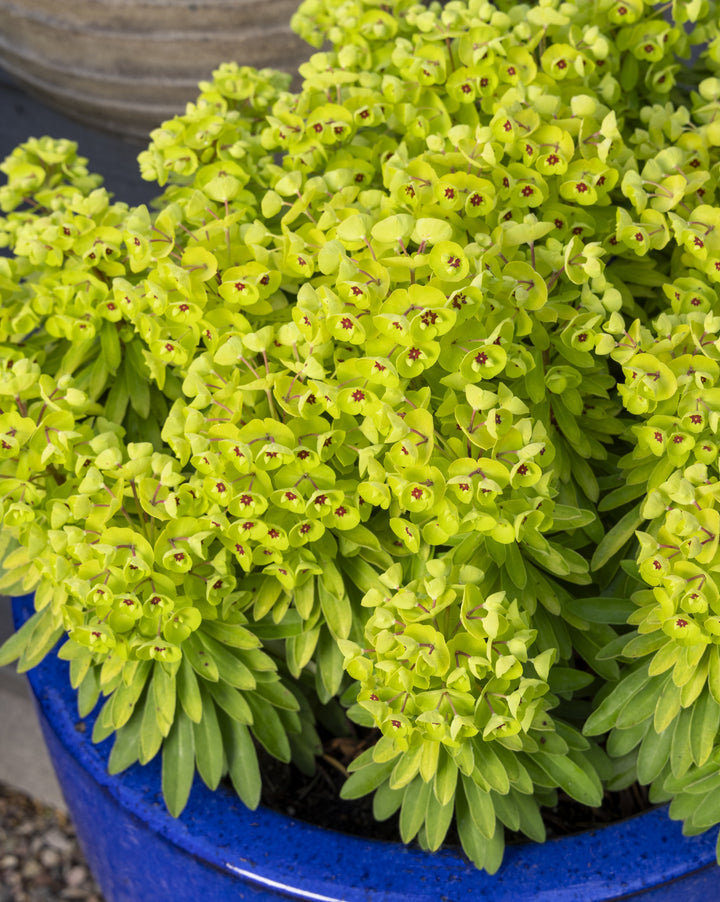 Euphorbia Sahara™ 'Tiny Treasure' (Spurge)