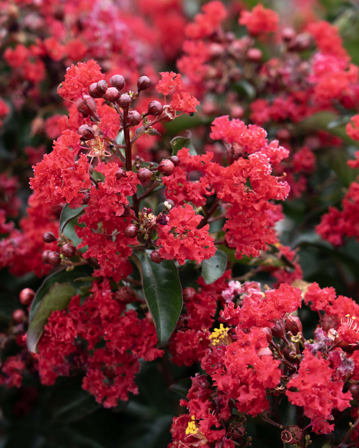 Lagerstroemia indica Bellini® Cherry (Bellini® Shrub Myrtle)