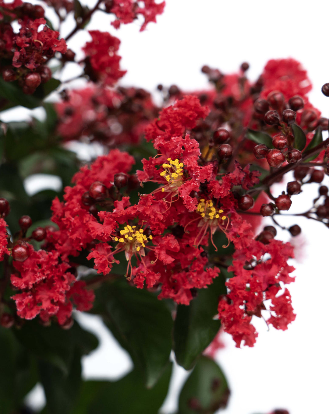 Lagerstroemia indica Bellini® Cherry (Bellini® Shrub Myrtle)