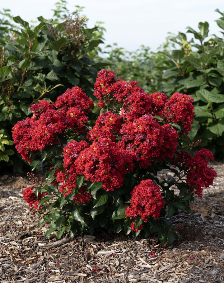 Lagerstroemia indica Bellini® Cherry (Bellini® Shrub Myrtle)