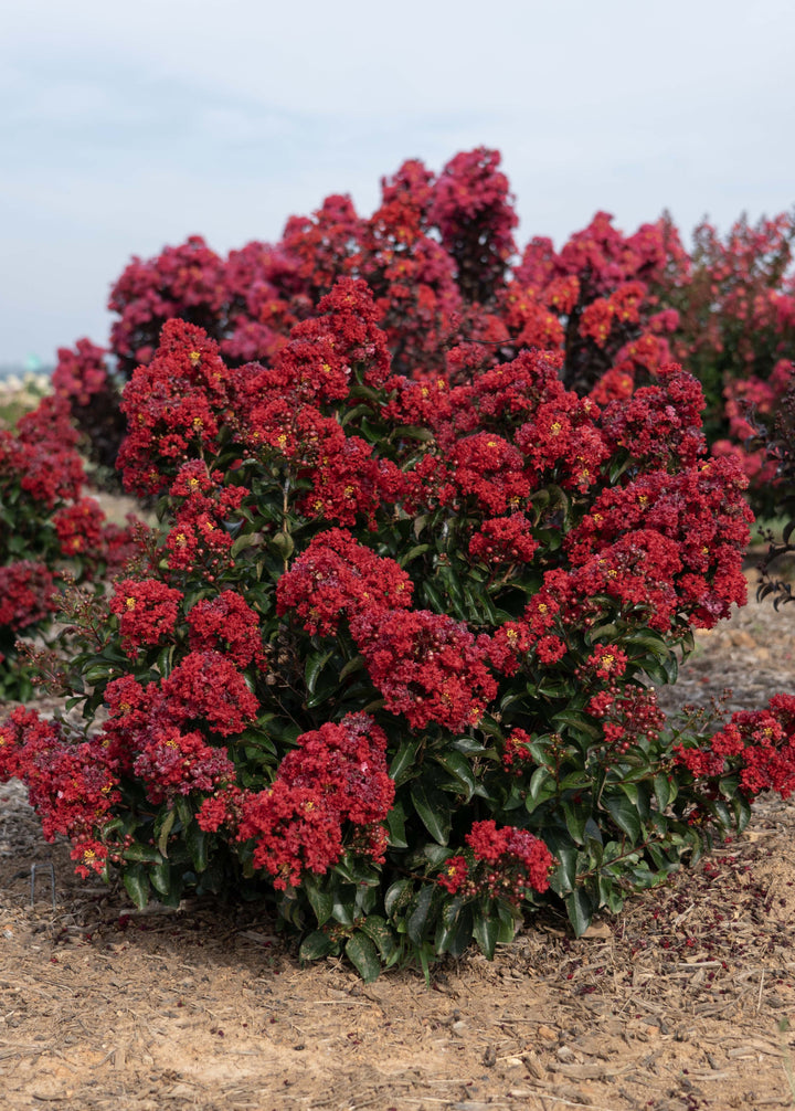 Lagerstroemia indica Bellini® Cherry (Bellini® Shrub Myrtle)