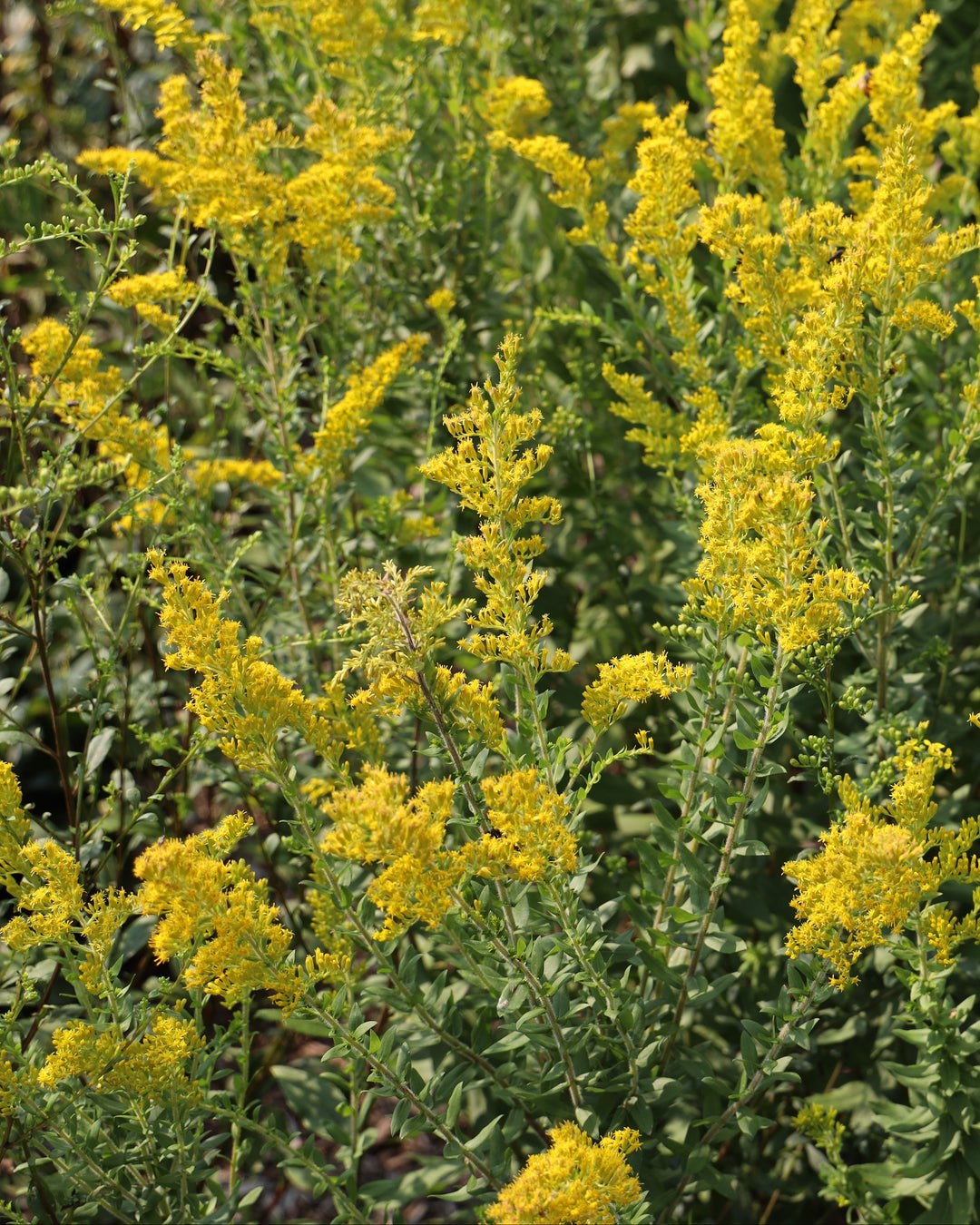 Solidago fistulosa (Pine Barrens Goldenrod)