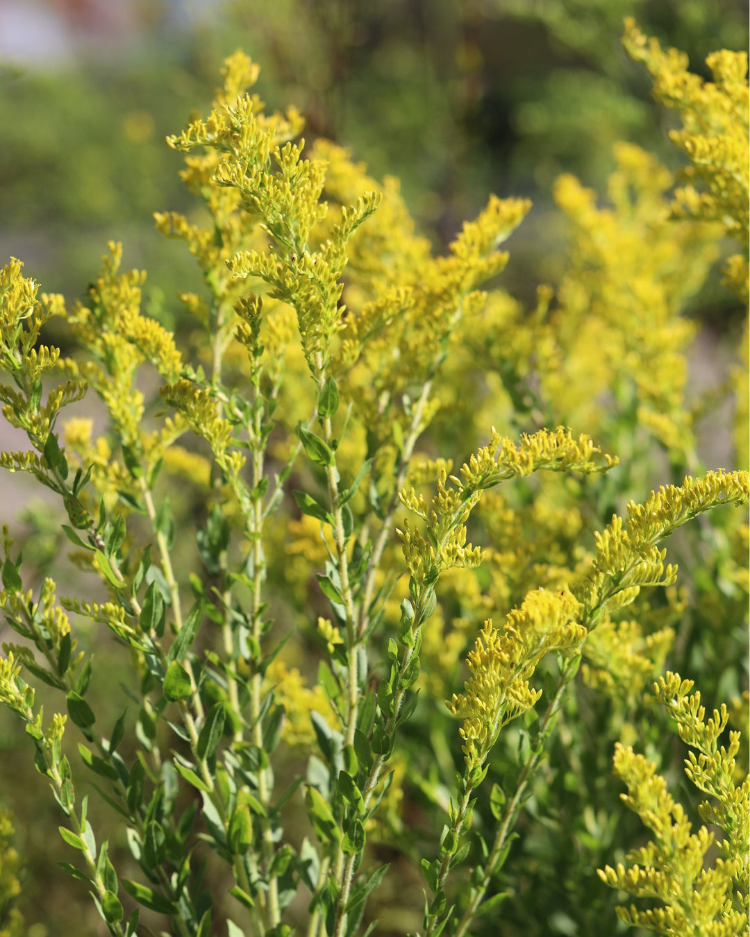 Solidago fistulosa (Pine Barrens Goldenrod)