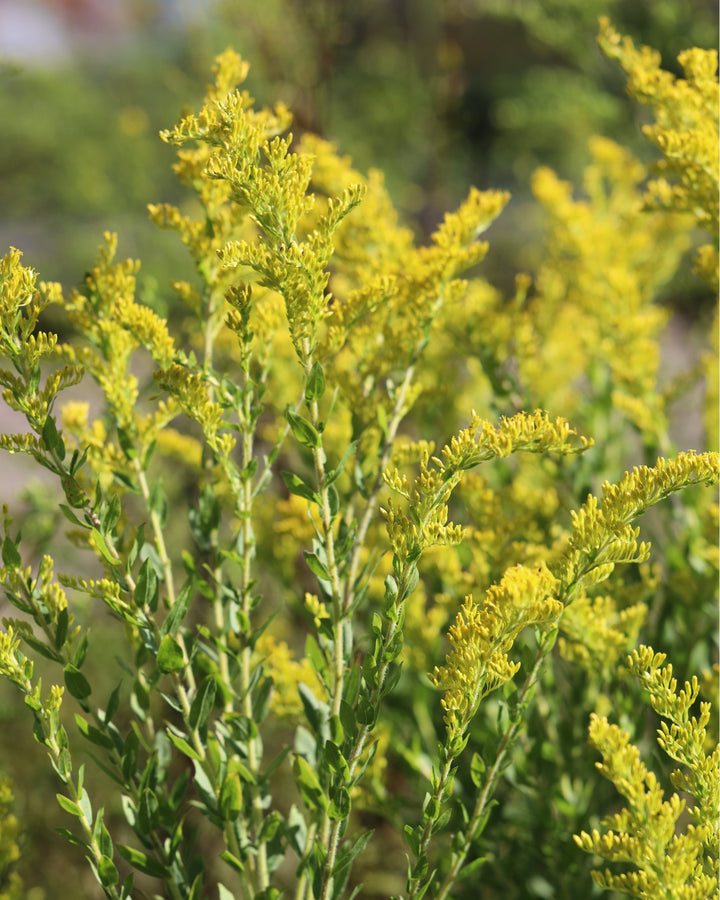 Solidago fistulosa (Pine Barrens Goldenrod)