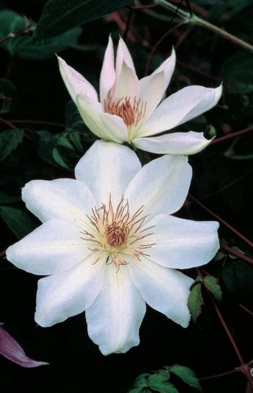 Clematis 'Henryii' (Hybrid Clematis)