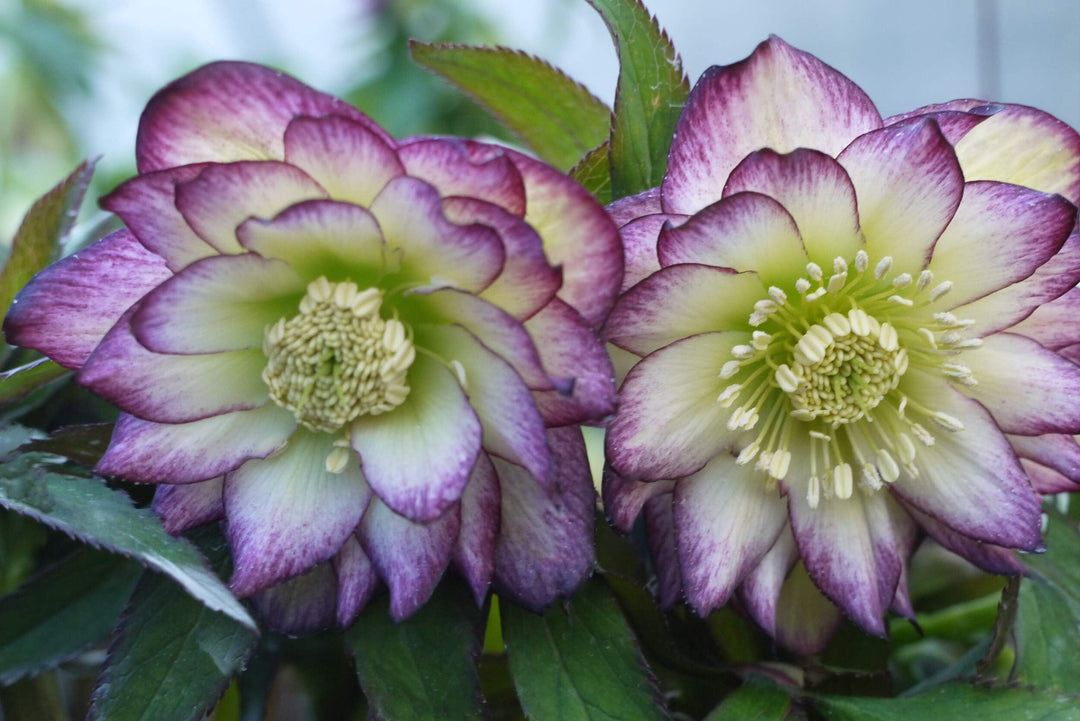 Helleborus x Hybridus Winter Jewels® ‘Rose Quartz’ (Lenten)