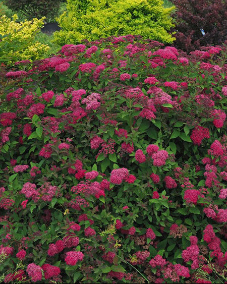 Spiraea j. Double Play Doozie® (Japanese Spiraea)