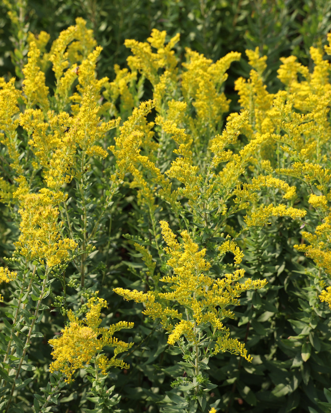 Solidago fistulosa (Pine Barrens Goldenrod)