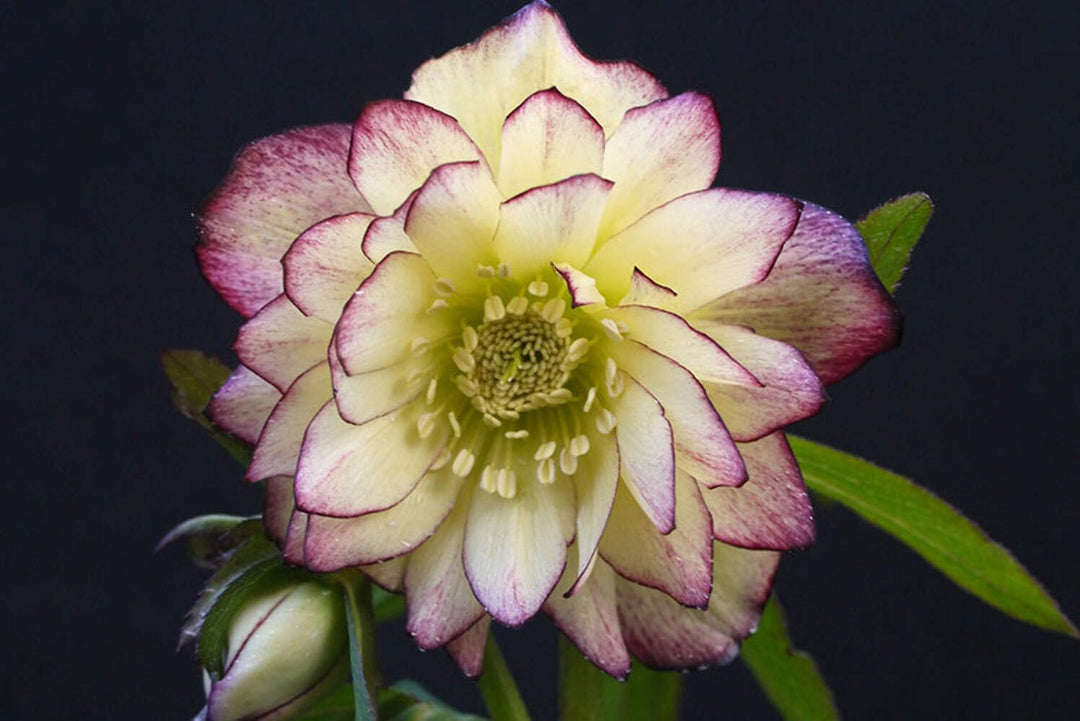 Helleborus x Hybridus Winter Jewels® ‘Rose Quartz’ (Lenten)