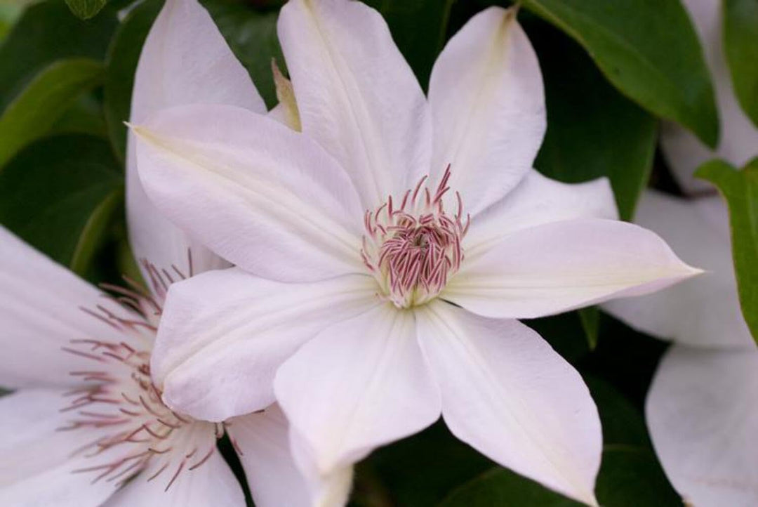 Clematis 'Henryii' (Hybrid Clematis)