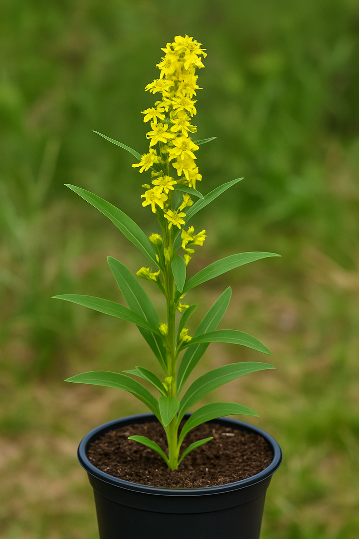 Solidago sempervirens (Seaside Goldenrod)