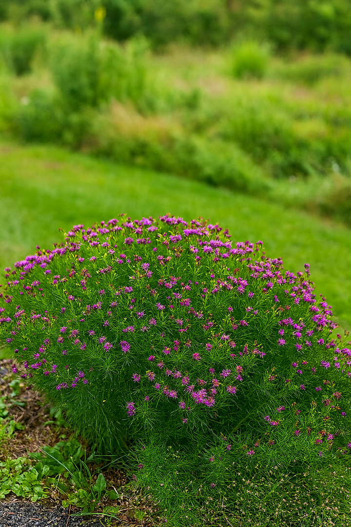 Vernonia lettermannii 'Iron Butterfly' (Threadleaf Ironweed)