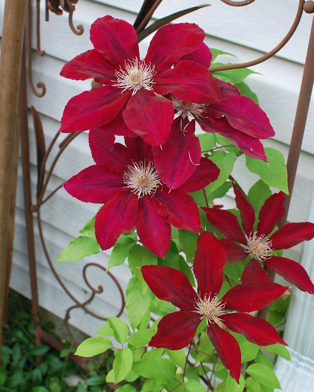 Clematis 'Rebecca' (Hybrid Clematis)