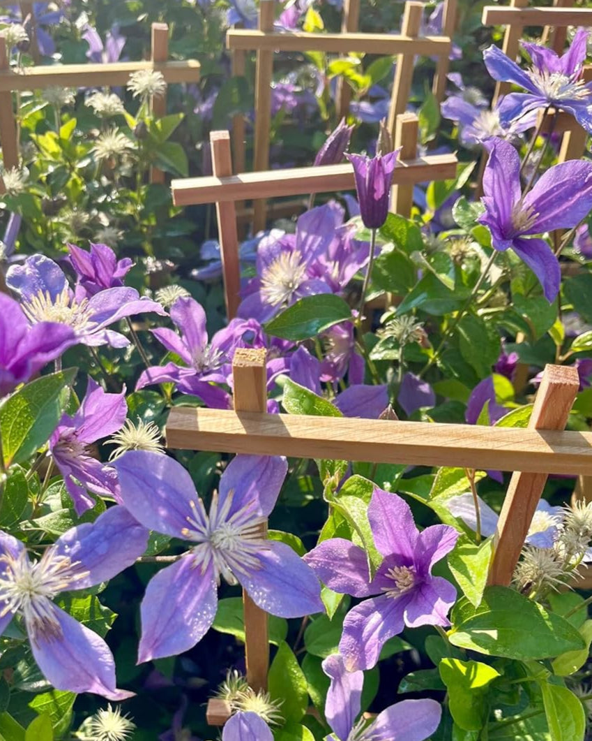 Clematis 'Arabella' (Hybrid Clematis)