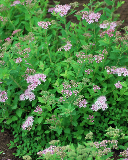 Spiraea j. 'Little Princess' (Dwarf Bridal Wreath)
