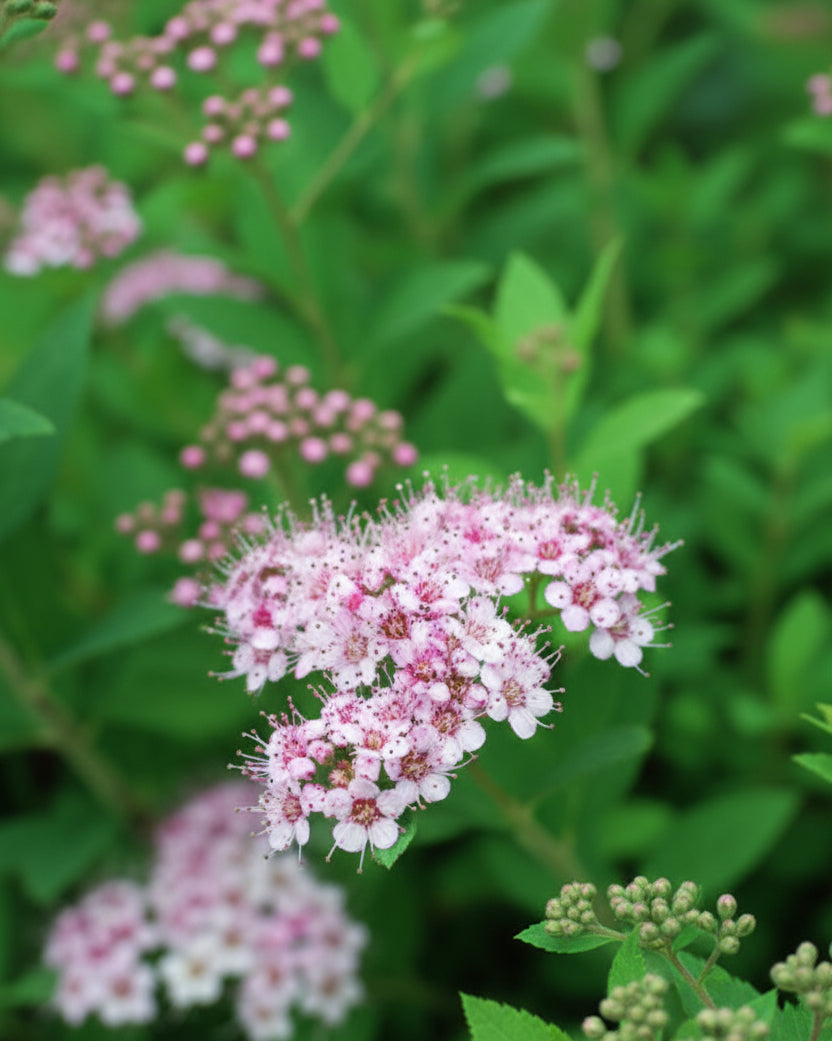 Spiraea j. 'Little Princess' (Dwarf Bridal Wreath)