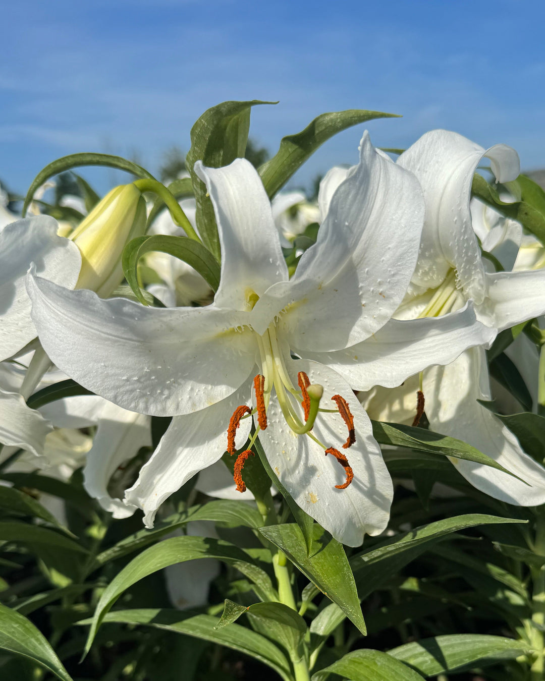 Lilium 'Casa Blanca' (Oriental Hardy Lily)