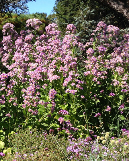 Aster t. 'Jindai' (Tatarian Aster)