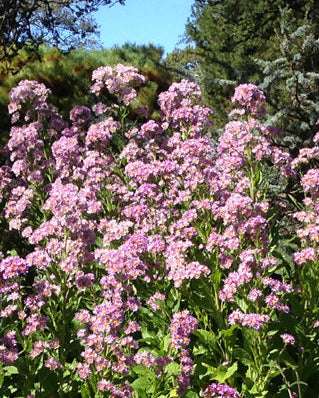 Aster t. 'Jindai' (Tatarian Aster)
