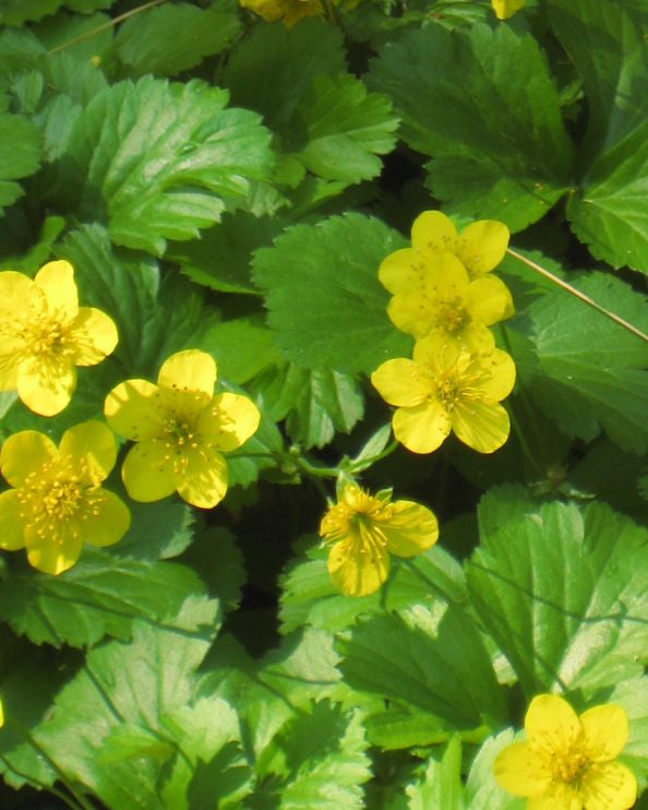 Waldsteinia ternata (Siberian Barren Strawberry)