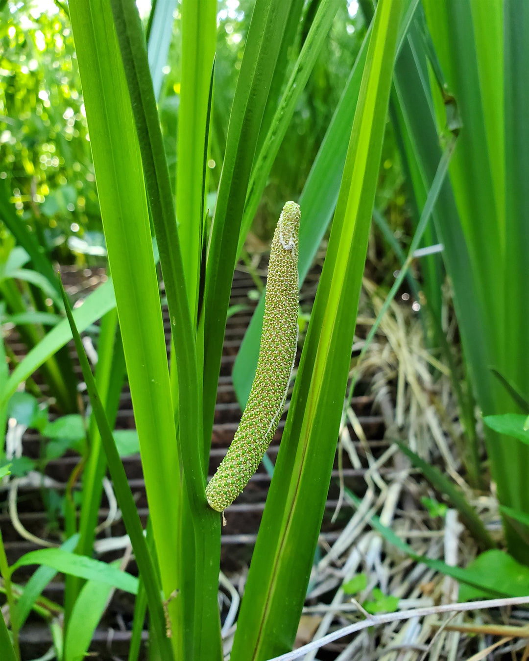 Acorus americanus (Sweet Flag)