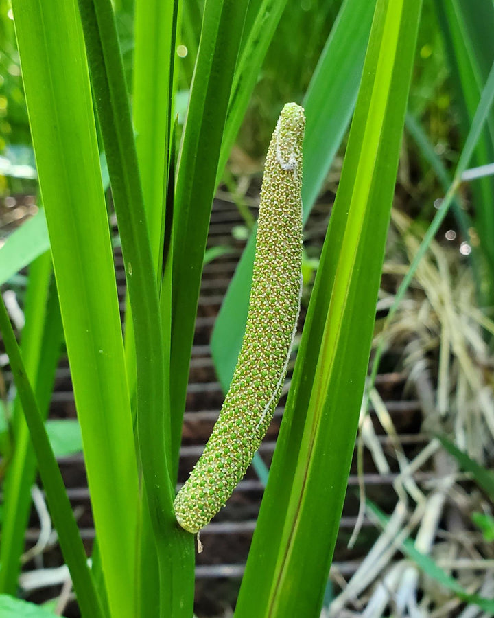 Acorus americanus (Sweet Flag)