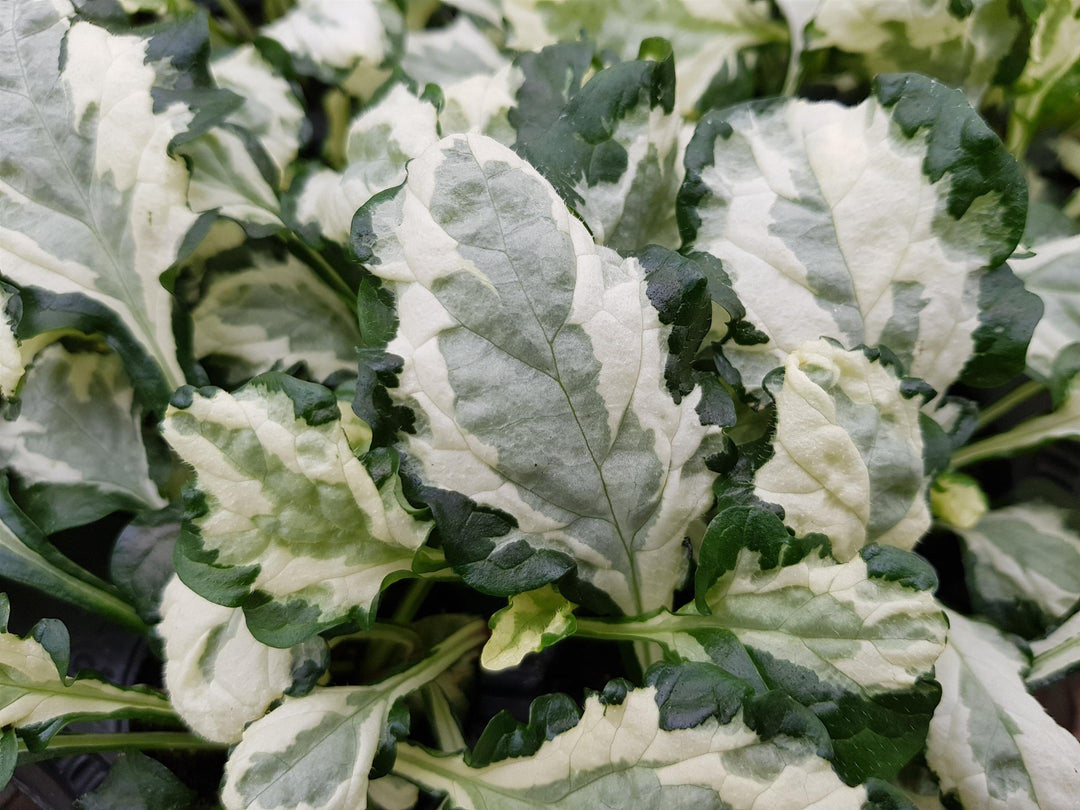 Ajuga r. 'Princess Leia' (Bugleweed)