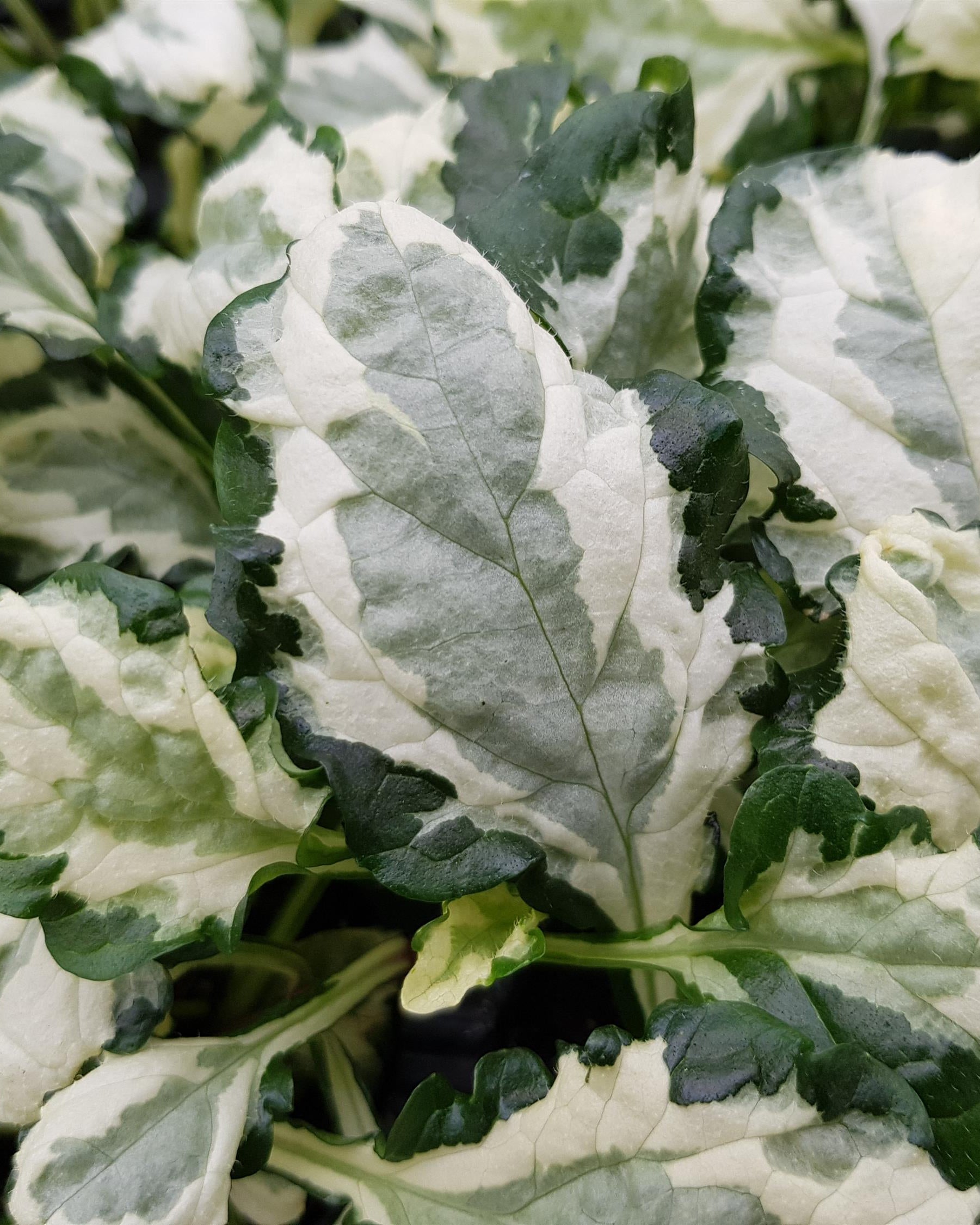 Ajuga r. 'Princess Leia' (Bugleweed) – Perennial Farm Marketplace