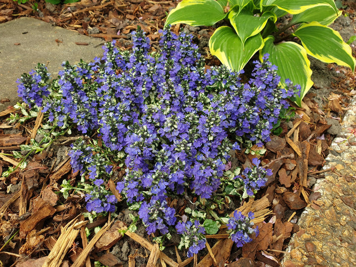 Ajuga r. 'Princess Leia' (Bugleweed)