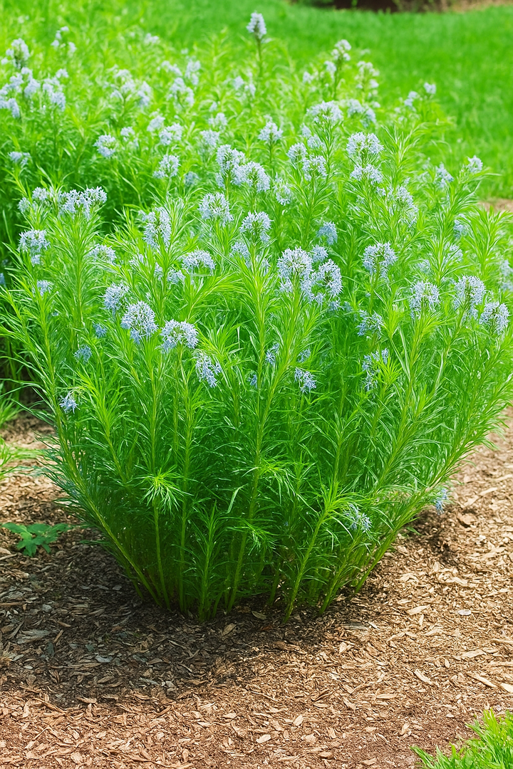 Amsonia hubrichtii (Thread-leaf Blue Star)