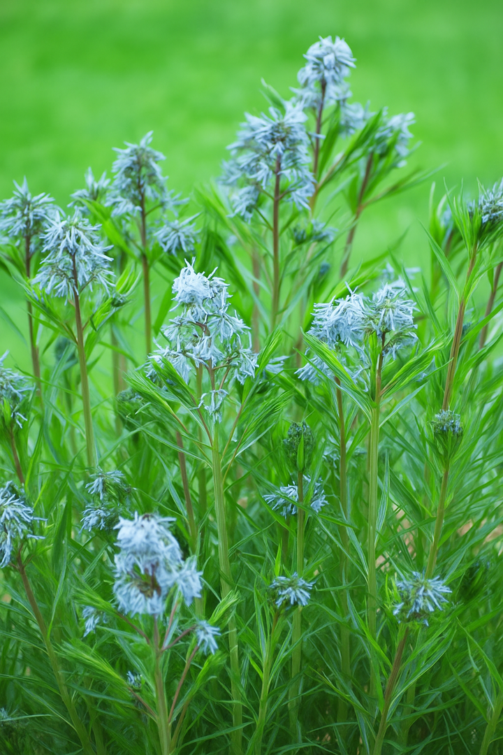 Amsonia hubrichtii (Thread-leaf Blue Star)
