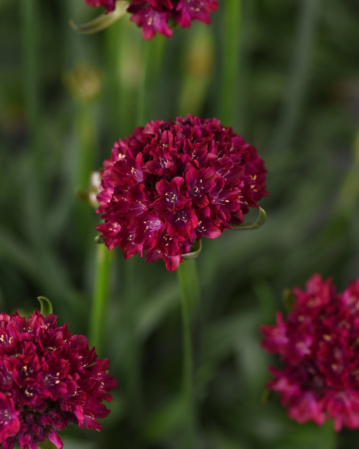 Armeria x. Dreameria® 'Hypnotic Dreams' (Thrifts, Sea Pinks)