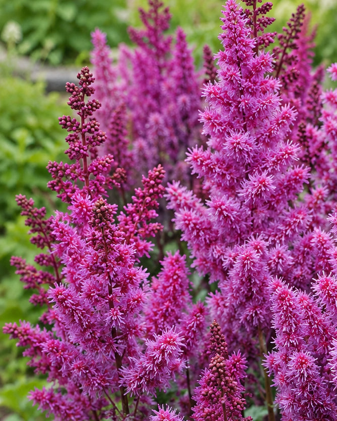 Astilbe c. ‘Purple Rain’ (False Spirea)