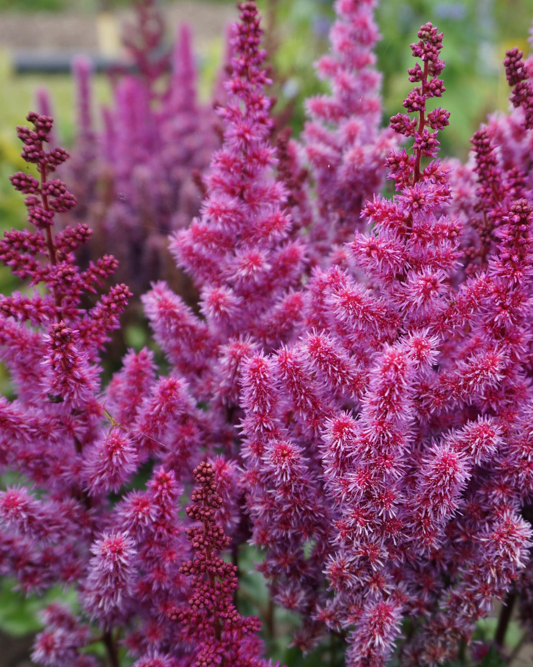 Astilbe c. ‘Purple Rain’ (False Spirea)