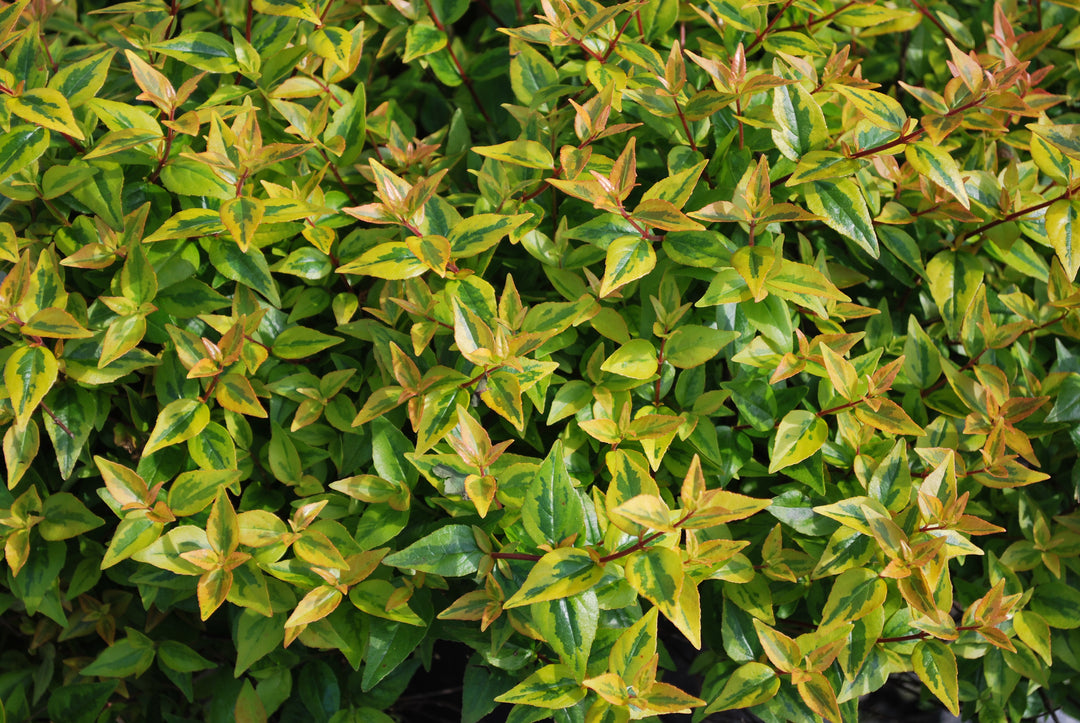 Abelia x grandiflora 'Kaleidoscope' (Variegated Abelia)