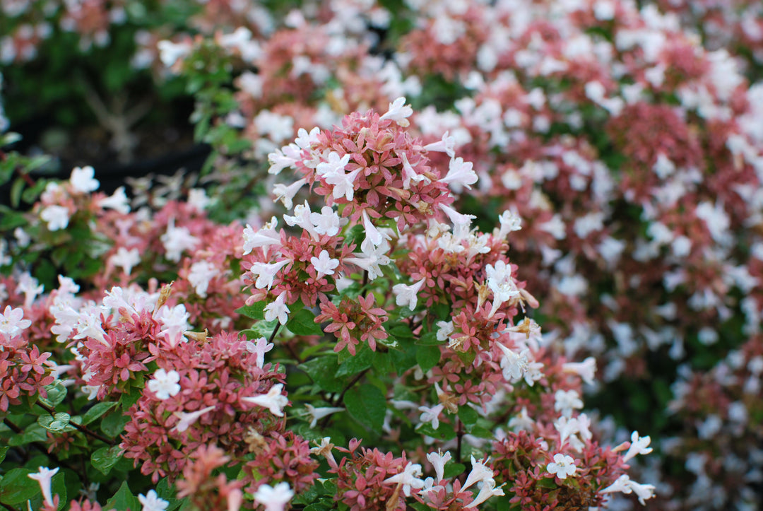 Abelia red 'Rose Creek' (Abelia)