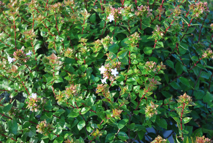 Abelia red 'Rose Creek' (Abelia)