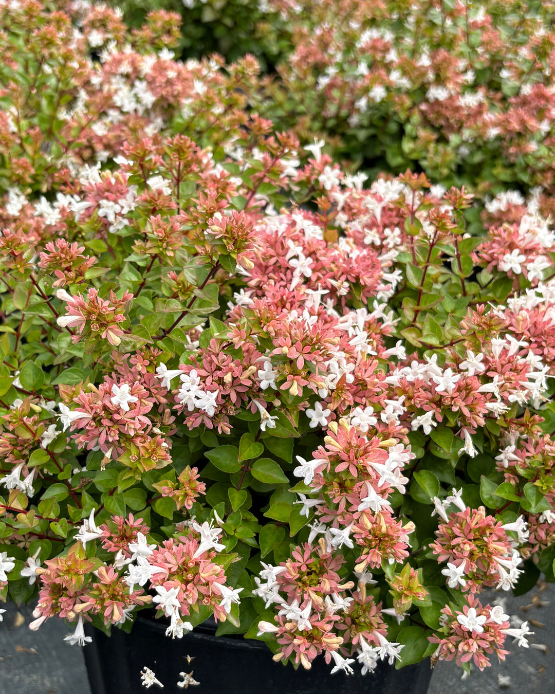 Abelia red 'Rose Creek' (Abelia)