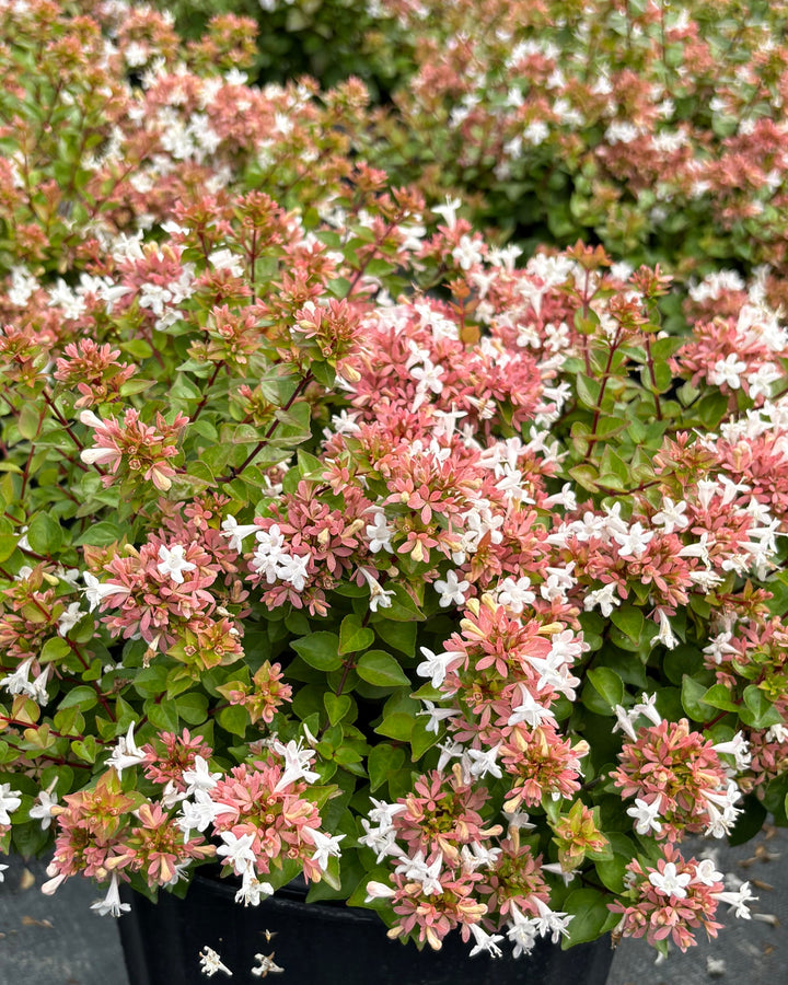 Abelia red 'Rose Creek' (Abelia)