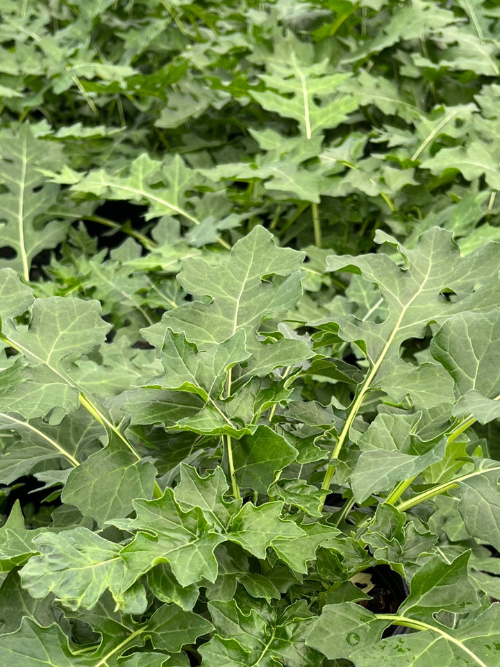 Acanthus x mollis 'Morning Candle' (Bear's Breeches)