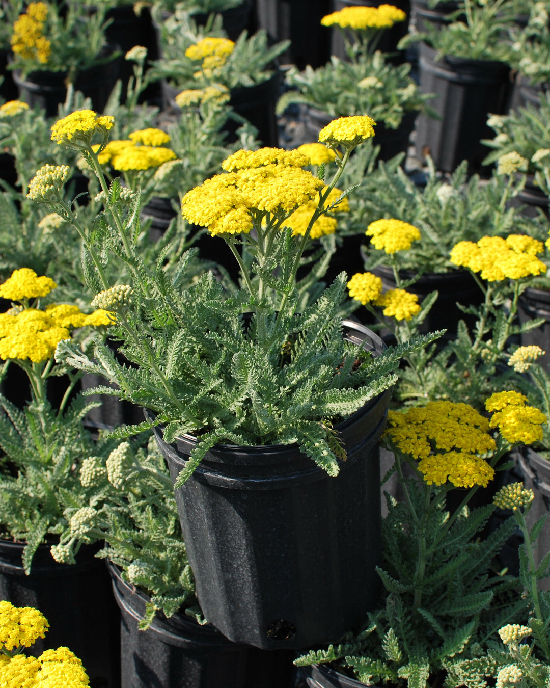 Achillea x 'Little Moonshine' (Dwarf Yarrow)