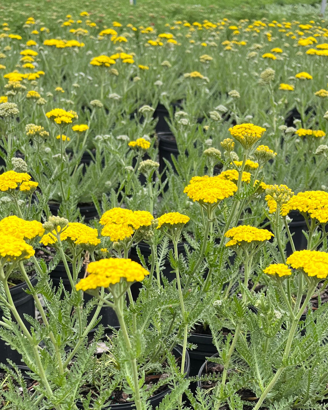 Achillea x 'Little Moonshine' (Dwarf Yarrow)
